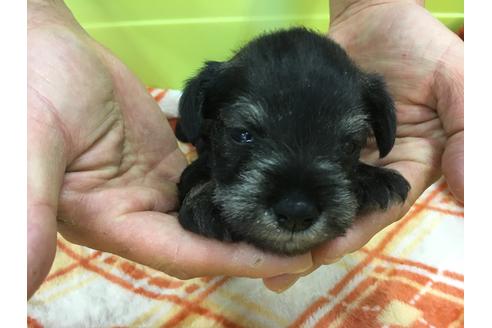 成約済の愛知県のミニチュアシュナウザー-31849の2枚目